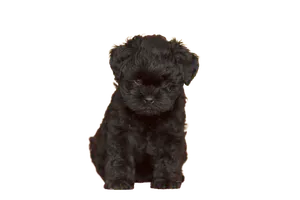Affenpinscher (6)