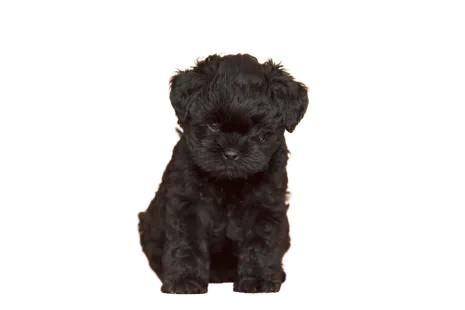 Affenpinscher (6)