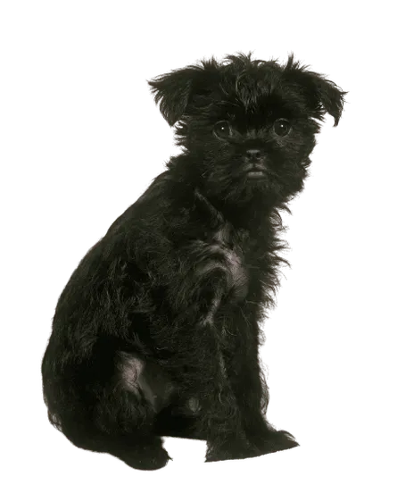 Affenpinscher (4)