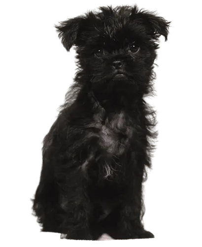 Affenpinscher (3)