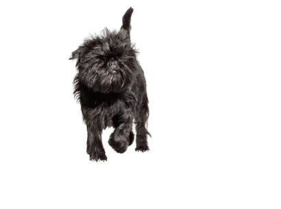 Affenpinscher (5)