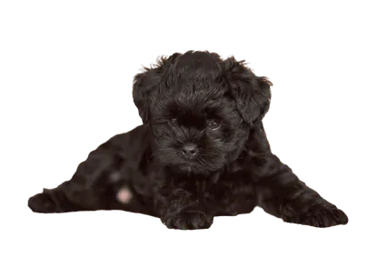 Affenpinscher (2)