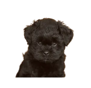 Affenpinscher