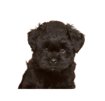 Affenpinscher