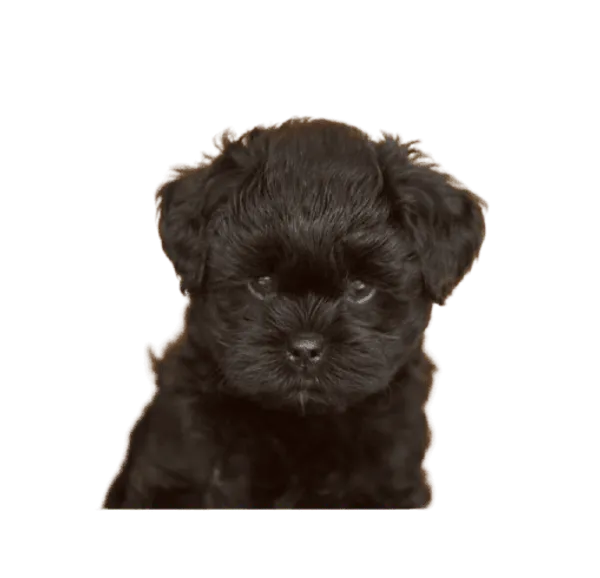 Affenpinscher