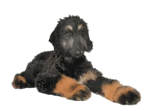 Afghanischer Windhund welpe