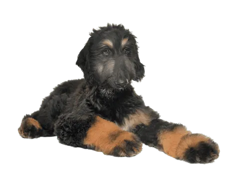 Afghanischer Windhund welpe