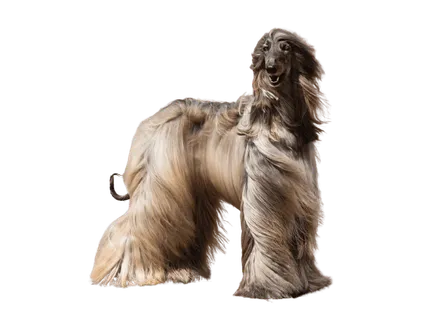 Afghanischer Windhund