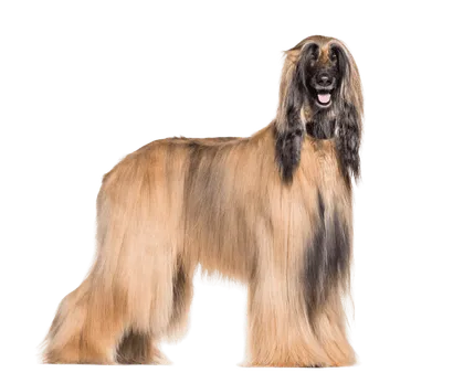 Afghanischer Windhund