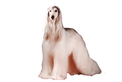 Afghanischer Windhund