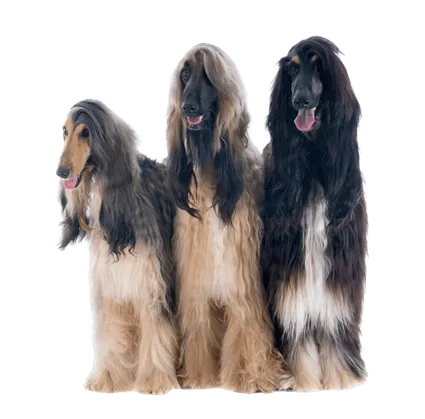 Afghanischer Windhund