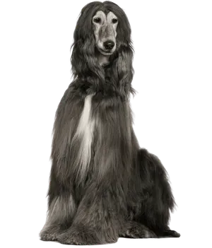 Afghanischer Windhund