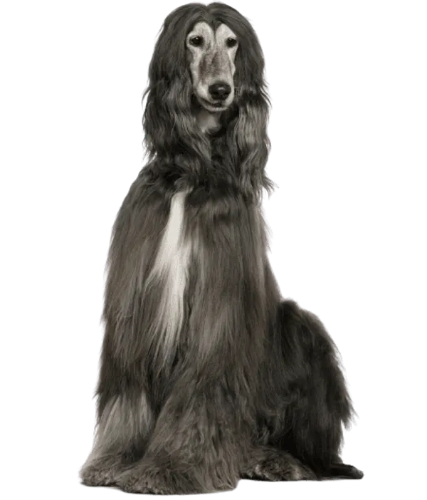 Afghanischer Windhund