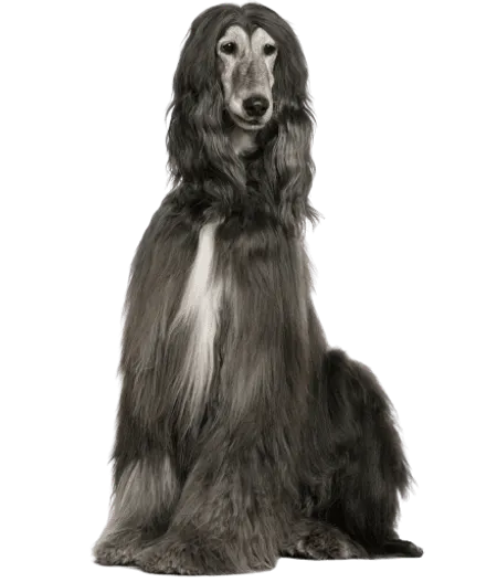 Afghanischer Windhund