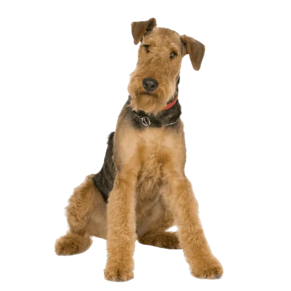 Airedale Terrier Bild
