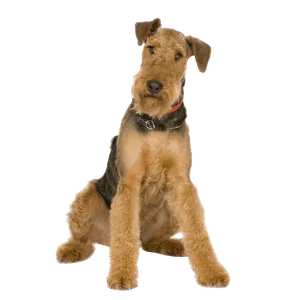 Airedale Terrier