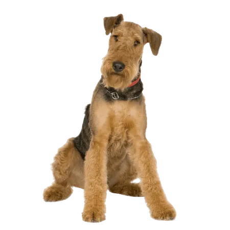 Bild für Airedale Terrier