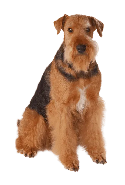 Airedale Terrier (2)
