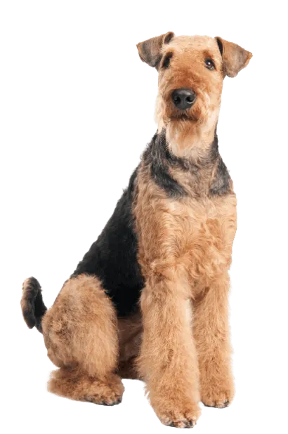 Airedale Terrier (3)