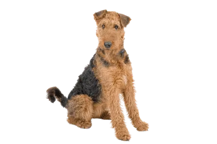 Airedale Terrier (5)