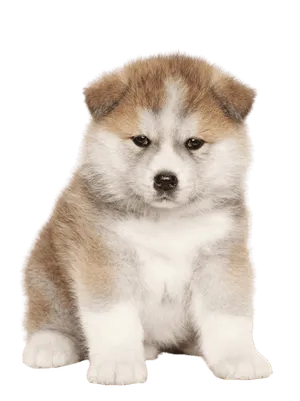 Akita Puppy