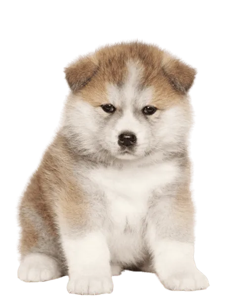 Akita Puppy