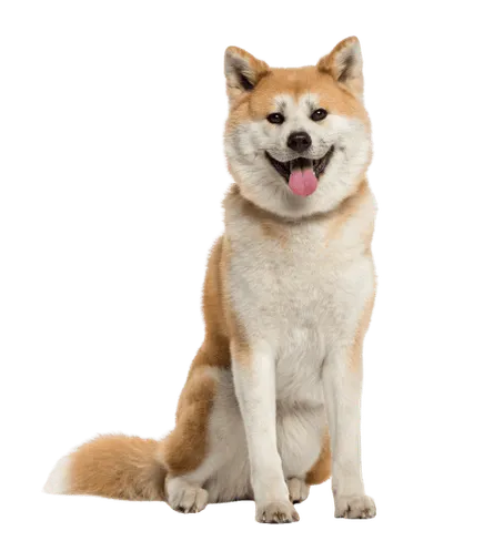 Akita (4)