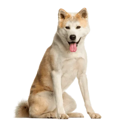 Senior Akita