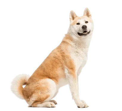 Akita (2)