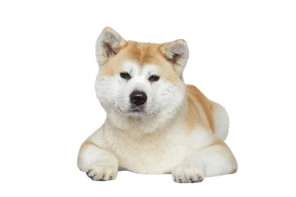 Akita (3)