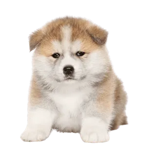Akita