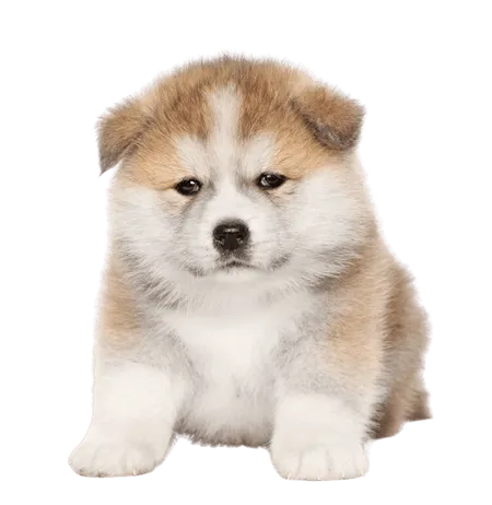 Bild für Akita