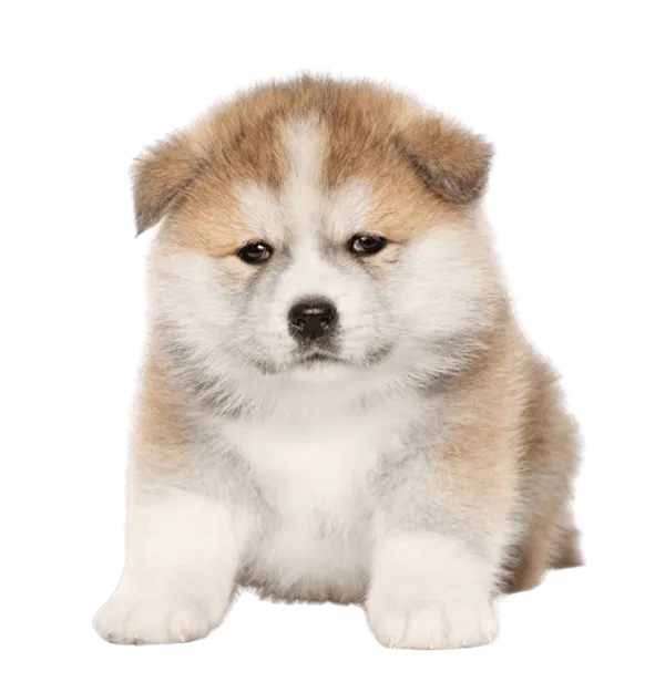 Akita Bild
