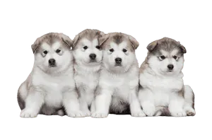 Alaskan Malamute (6)