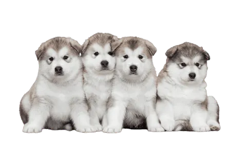Alaskan Malamute (6)