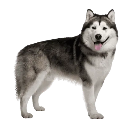 Alaskan Malamute (4)