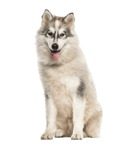Alaskan Malamute (2)