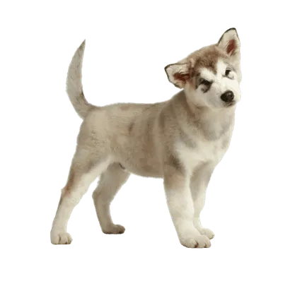 Alaskan Malamute (5)