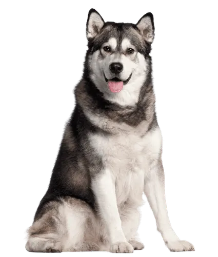 Alaskan Malamute (3)