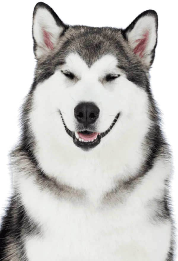 Alaskan Malamute Welpen