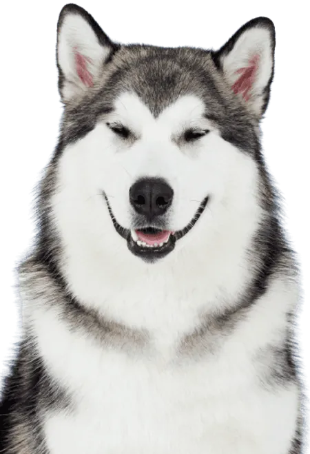 Alaskan Malamute Welpen