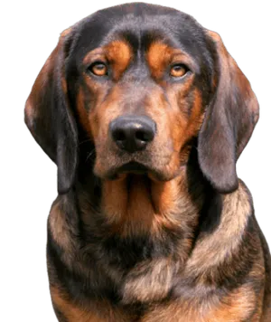 Alpenländische Dachsbracke Welpen