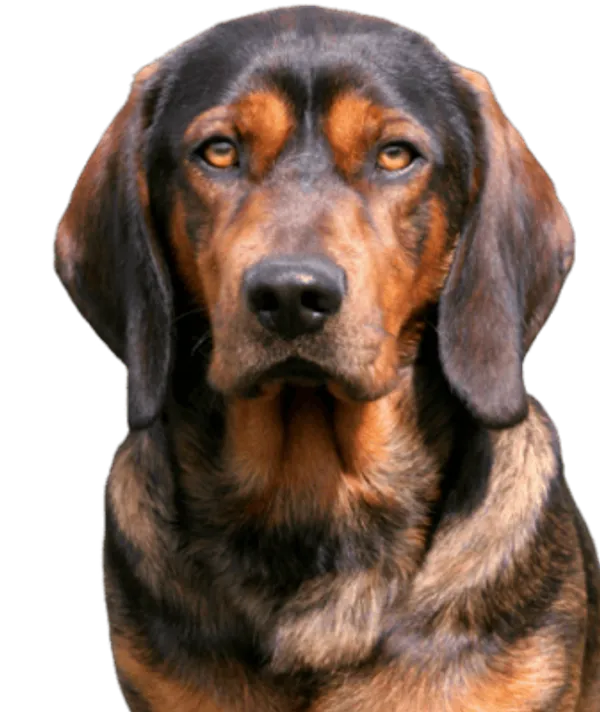 Alpenländische Dachsbracke Welpen