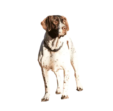 Bild für Altdänischer Vorstehhund