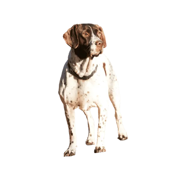 Altdänischer Vorstehhund Bild