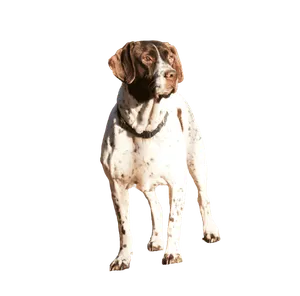 Altdänischer Vorstehhund