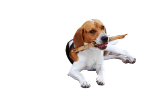American-Foxhound-2