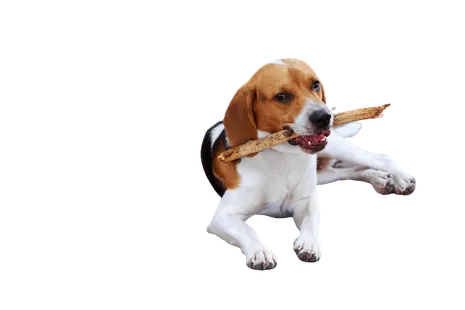 American-Foxhound-2