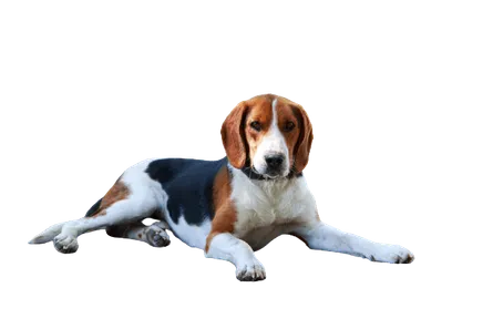American-Foxhound-1
