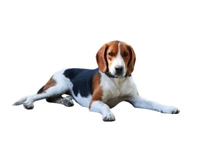 American-Foxhound-1